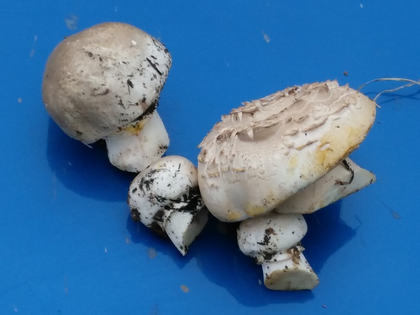 Белый гриб в Узбекистане
